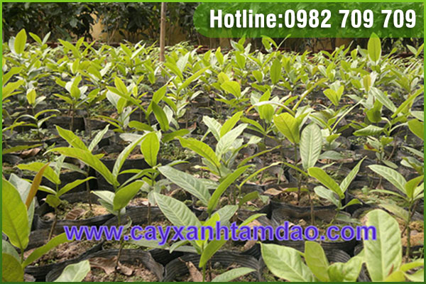 Giống cây hải đường tam đảo